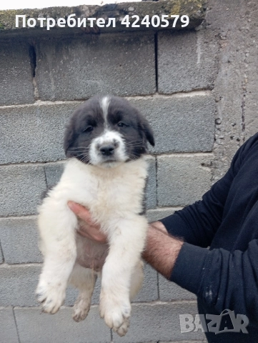 Каракачанки останаха мъжки кутрета, снимка 2 - Каракачанска овчарка - 52105803