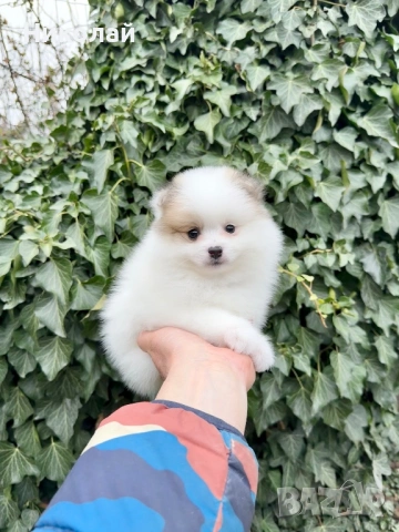 Померан мини момче. Померанче, снимка 4 - Померан - 53455099