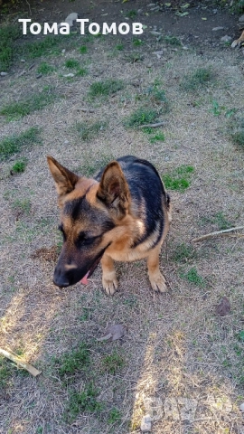 Продавам женска немска овчарка на 7 месеца.