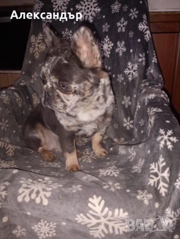 Мъжки френски булдог за разплод , снимка 4 - Френски булдог - 52354780