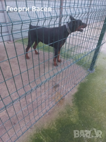 Доберман , снимка 4 - Доберман - 53369144