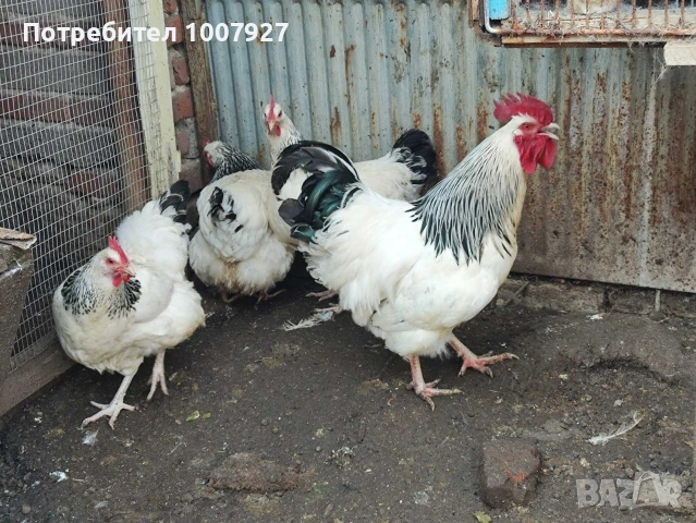 Кокошки и петел БЯЛ СЪСЕК - НОСАЧКИ