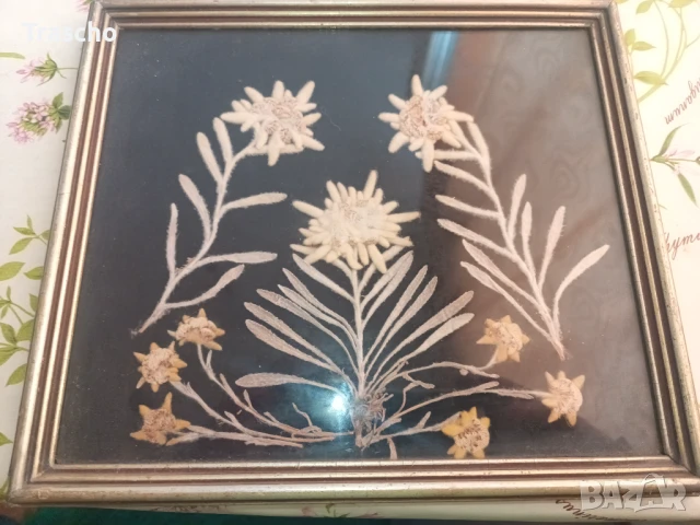 Еделвайс хербарии, снимка 1