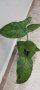 Сингониум "Мохито", снимка 1 - Стайни растения - 44479645