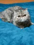 Екзотично късокосместо женско коте 🐈, снимка 2