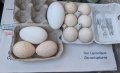 Домашни пуешки, кокоши и гъши яйца; оплодени