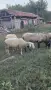 Продавам прасета 50-70 кг и ОвЦЕ, коч, снимка 7