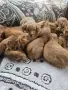 чистокръвни кокер шпаньоли, снимка 5