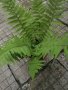 Папрат градинска , снимка 4