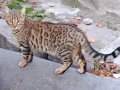 Бенгалска котка , снимка 4
