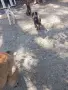 Белгийска овчарка , снимка 5