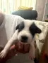 Подаряване на кученца , снимка 9