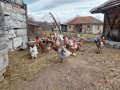 Продавам яйца от смесено стадо кокошки , снимка 14