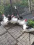 декоративни кокошки, снимка 5