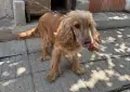 Кокер шпаньол мъжки, снимка 2