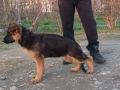 немска овчарка , снимка 2