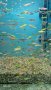 Рибки Цветно Данио, снимка 2