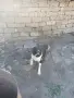 Продавам каракачанско куче , снимка 2