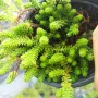 Седум Лидиум, Sedum Lydium, студоустойчив, многогодишен, снимка 6