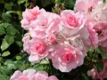 🌹 РОЗА 🌹 BONICA® 82 Meidomonac, снимка 3