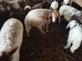 Продавам Агнета, снимка 1 - Овце - 44552025