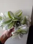 Традесканция, tradescantia albiflora Giant, снимка 1