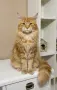 Maine coon чистокръвни, снимка 13