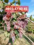 Грозде червен мискет , снимка 3