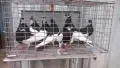 Ямболски Акмани , снимка 1