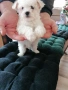 Бишон фризе момче , снимка 4
