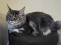 Котки мейн кун  ., снимка 3