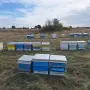 пчелни семейства , снимка 3