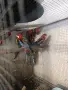 Различни видове екзотични птици , снимка 16