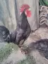  Петел Черен Легхорн Leghorn, снимка 1