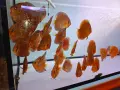 Дискуси млади риби. , снимка 5
