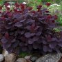 Червена Смрадлика (Cotinus coggygria 'Royal Purple'), снимка 4