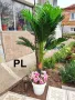 Финикова палма Код P360, снимка 1