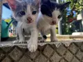 Подарявам малки котенца на 1 месец, снимка 16