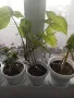 Фикус,бенджамин ,кактуси,юка,замиокулкас  и др.едри цветя, снимка 9