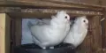 Продавам млади бели капуцини, снимка 1