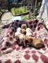 Продавам малки кученца чихуахуа , снимка 3