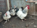 Кокошки и петел БЯЛ СЪСЕК - НОСАЧКИ, снимка 1