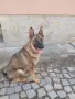 Малки немски овчарки!, снимка 12