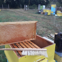 Пчелен мед, снимка 5 - Пчелни продукти - 44651627