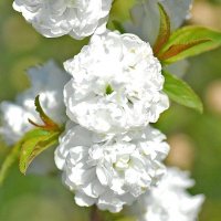 Японска Вишна-(Prunus Alba Plena), снимка 7 - Градински цветя и растения - 40121338