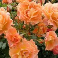 Роза 30, снимка 2 - Градински цветя и растения - 36094411