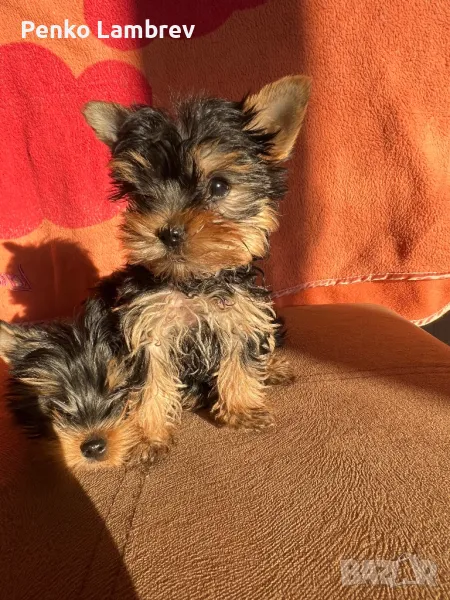  Йорки, снимка 1