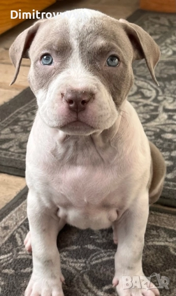 Продавам питбули , снимка 1