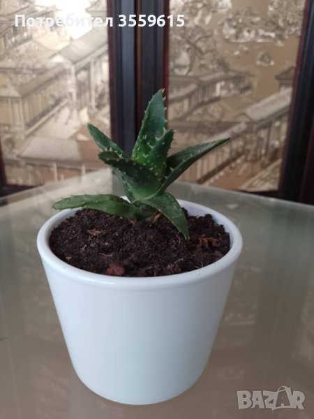 цвете тип алое, снимка 1