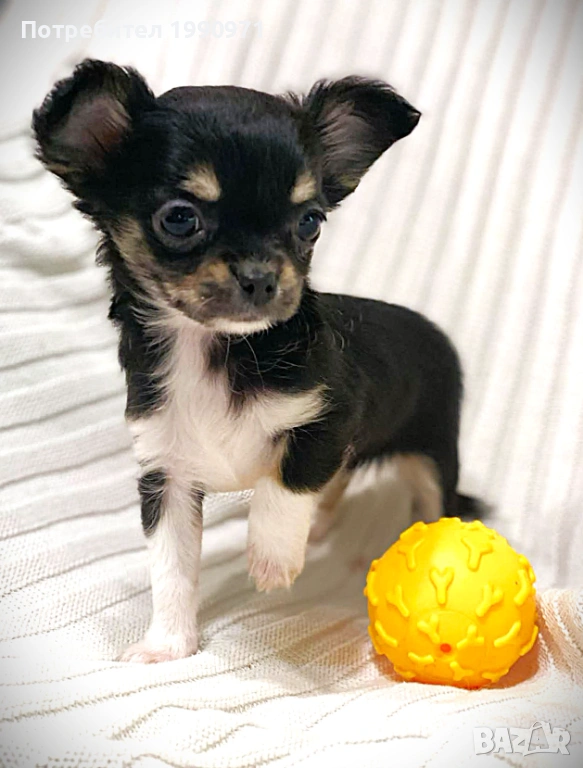 Уникално красиво, трицветно Момче мини чихуахуа на 2мес., снимка 1